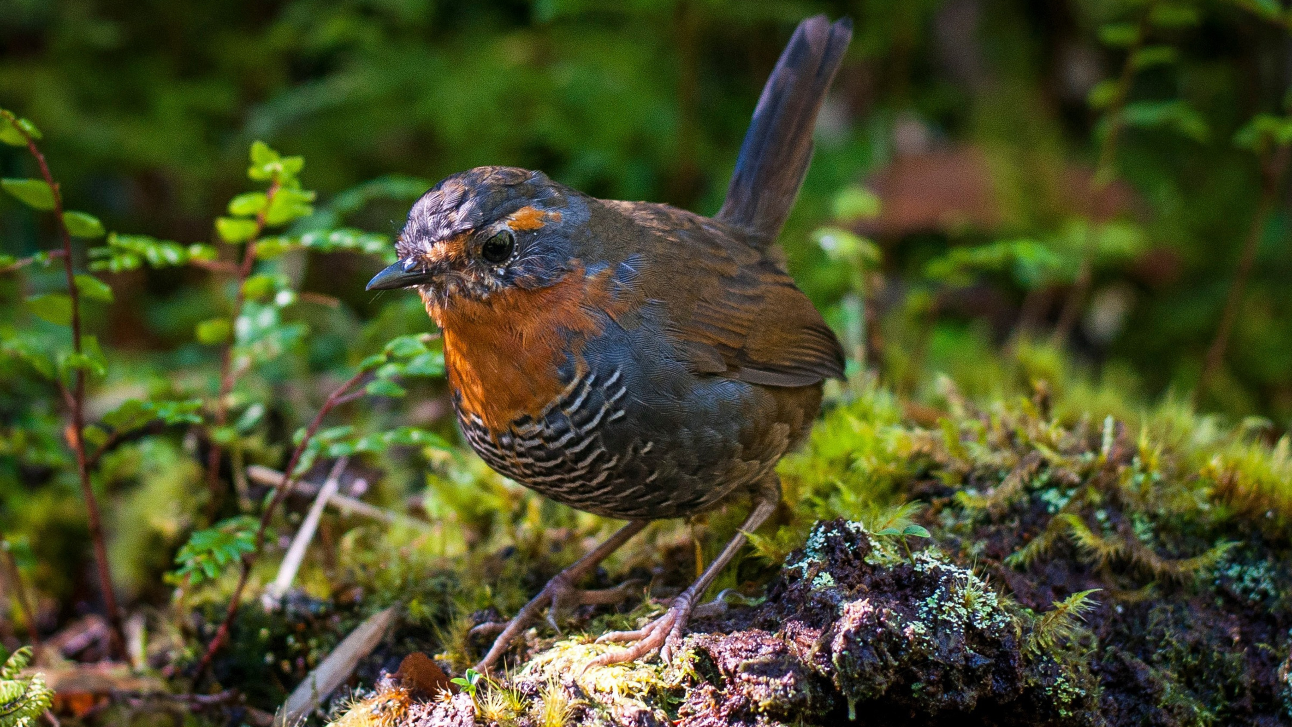 Día de la fauna Chilena y su nuevo embajador