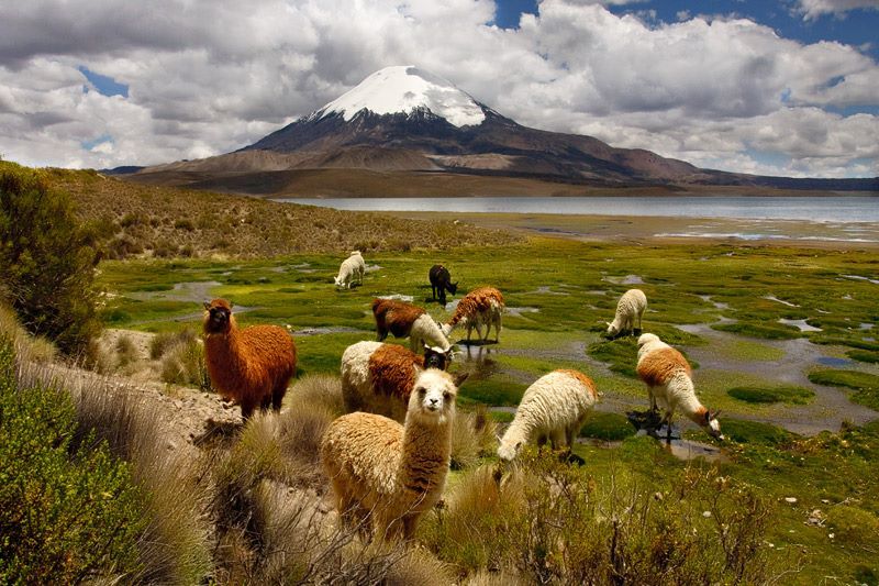 CONAF implementa nuevo sistema de visita a los parques nacionales