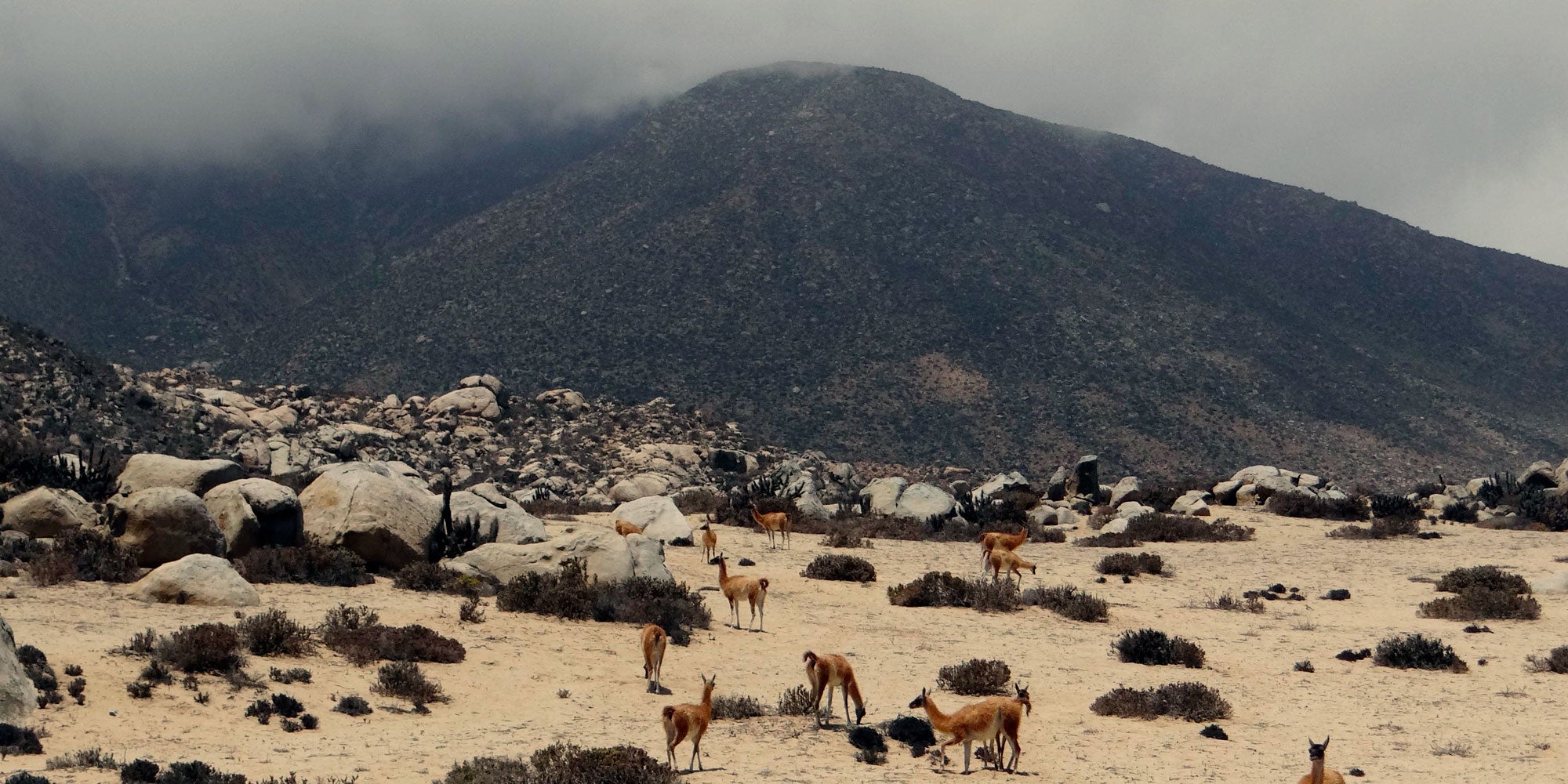 Parque nacional Llanos de Challe