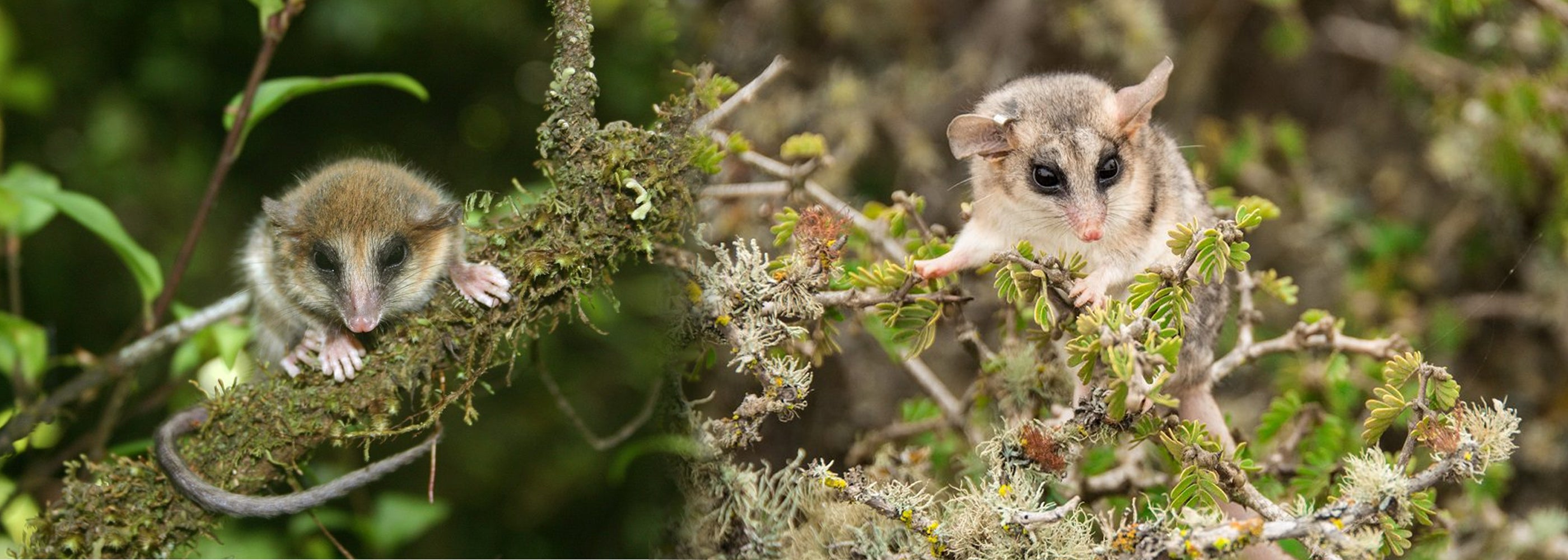 Marsupiales chilenos: Pequeños, primitivos y excepcionales mamíferos