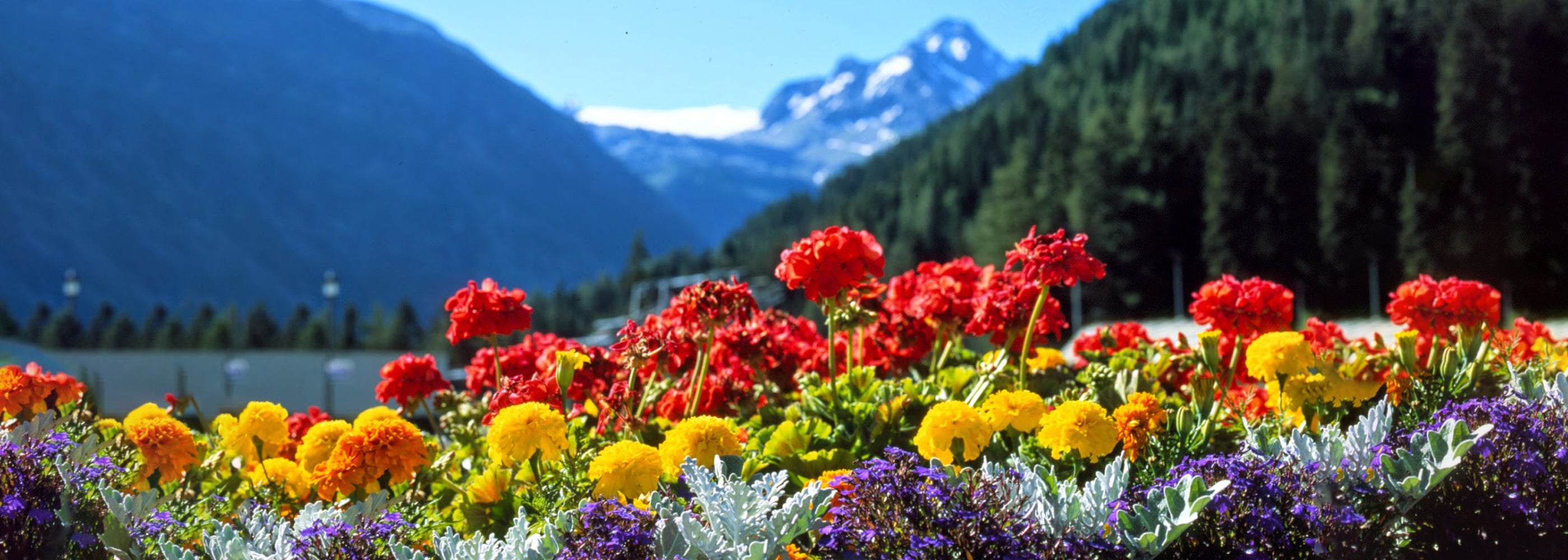 Curiosidades de la Primavera en Chile: Naturaleza, Tradiciones y Fenómenos Únicos