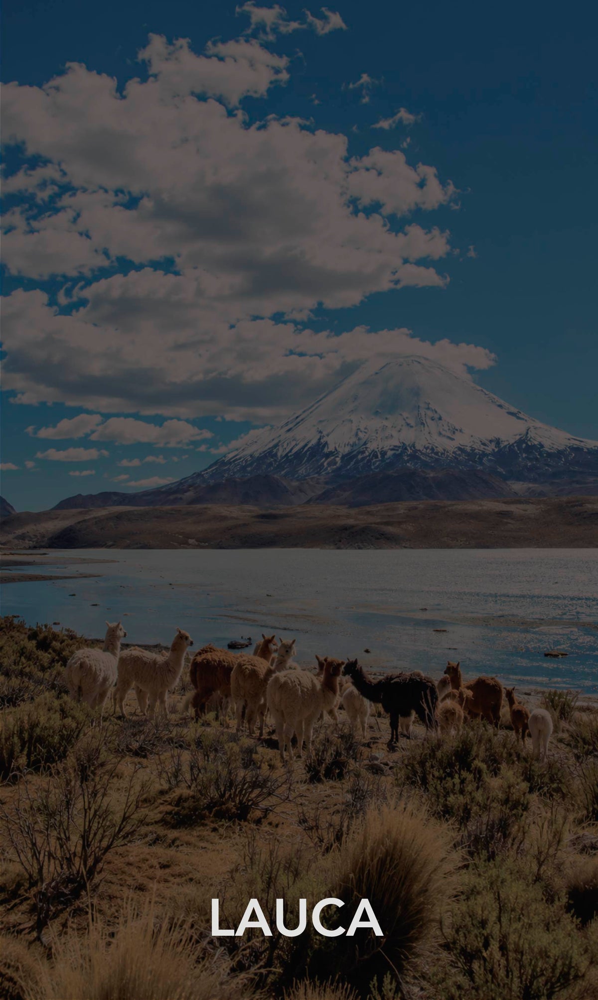 Lauca